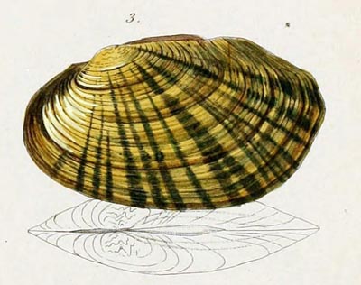 specimen image from publication