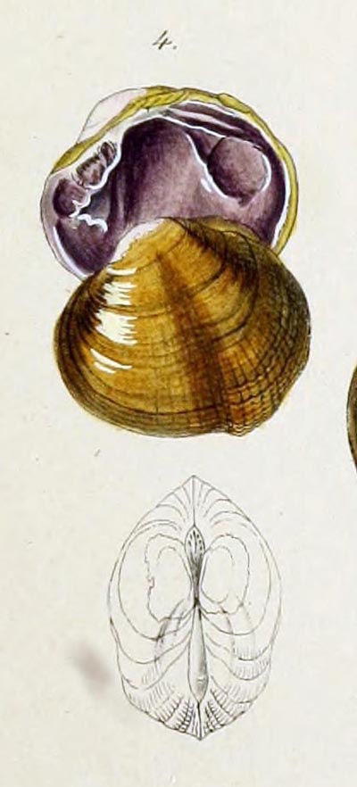 specimen image from publication