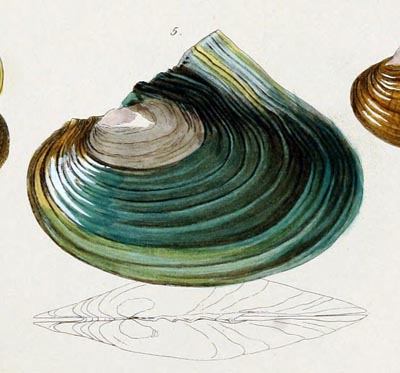 specimen image from publication