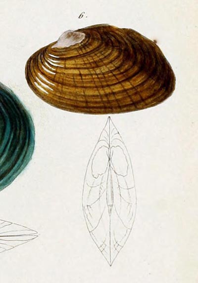 specimen image from publication