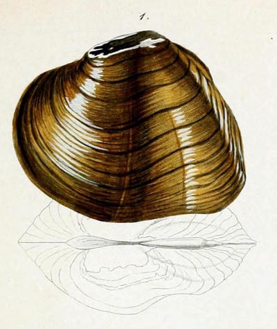 specimen image from publication
