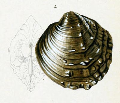 specimen image from publication