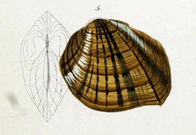 specimen image from publication