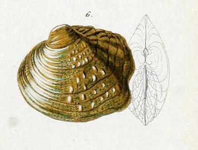 specimen image from publication