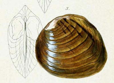 specimen image from publication