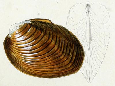 specimen image from publication