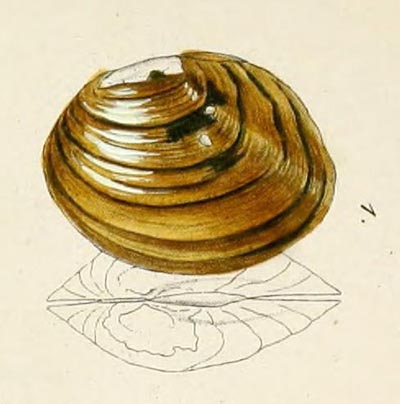 specimen image from publication