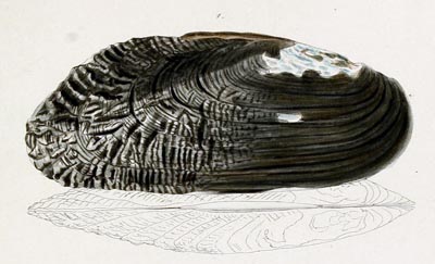 specimen image from publication