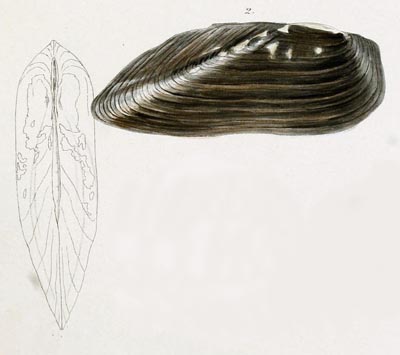 specimen image from publication