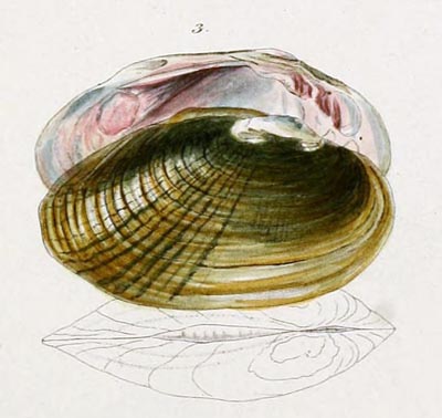 specimen image from publication