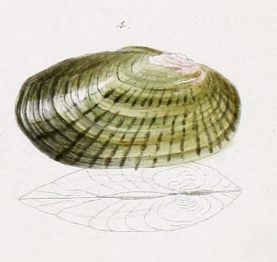 specimen image from publication