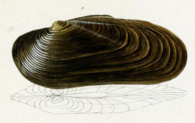 specimen image from publication