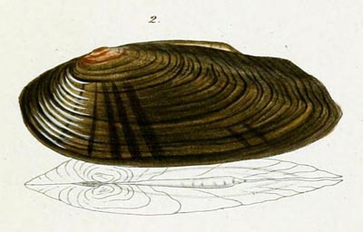 specimen image from publication