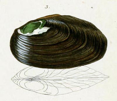 specimen image from publication