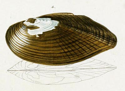 specimen image from publication