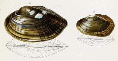 specimen image from publication