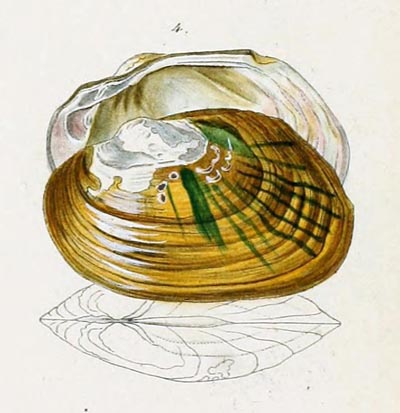 specimen image from publication