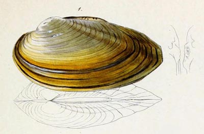 specimen image from publication