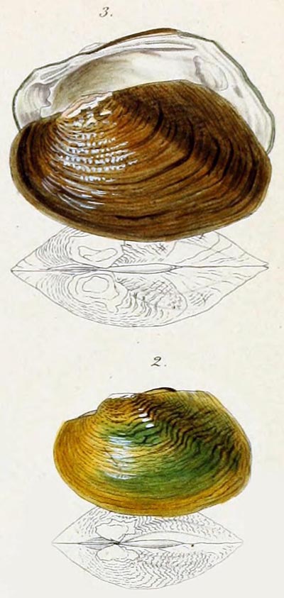 specimen image from publication