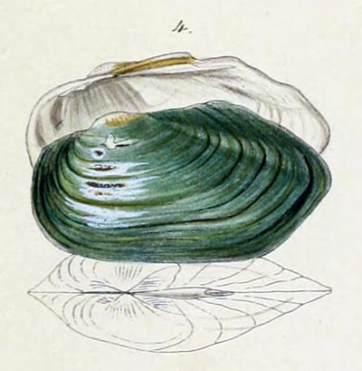 specimen image from publication