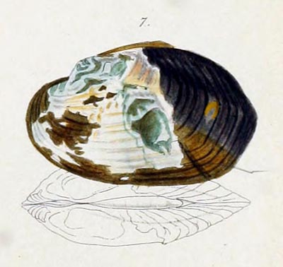 specimen image from publication