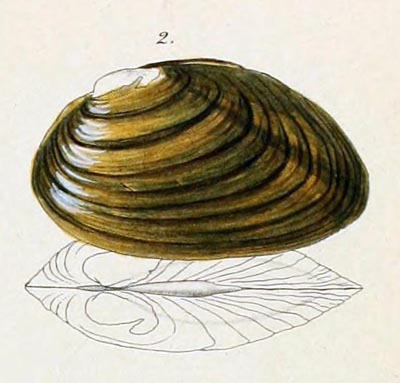 specimen image from publication