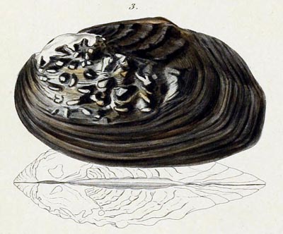 specimen image from publication