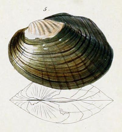specimen image from publication