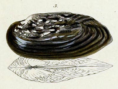 specimen image from publication