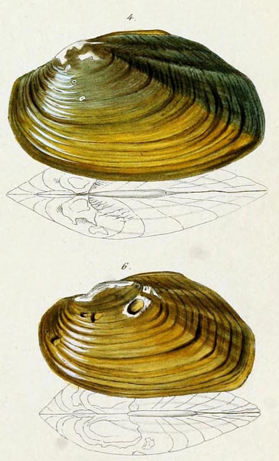 specimen image from publication