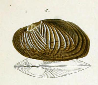 specimen image from publication