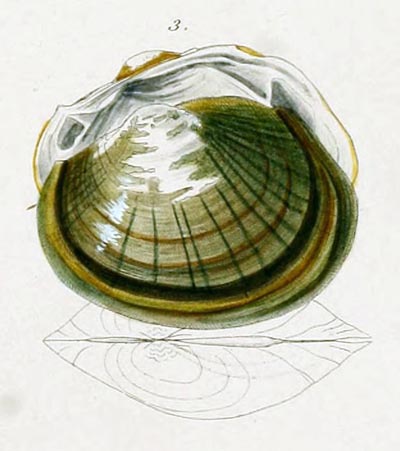 specimen image from publication