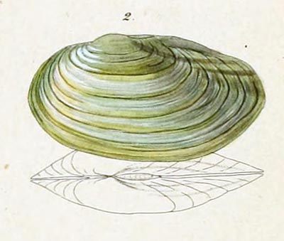 specimen image from publication