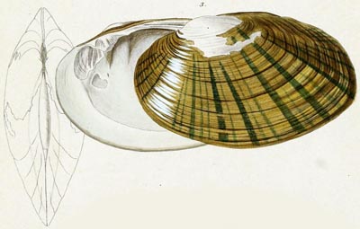 specimen image from publication