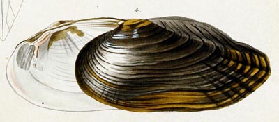 specimen image from publication