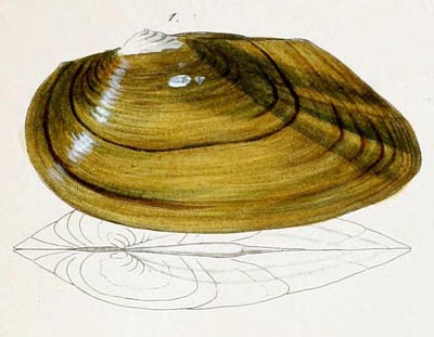 specimen image from publication