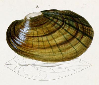 specimen image from publication