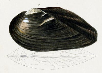 specimen image from publication