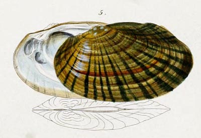 specimen image from publication