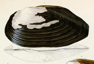 specimen image from publication