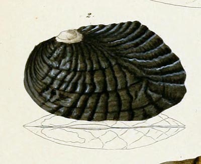 specimen image from publication