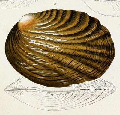 specimen image from publication