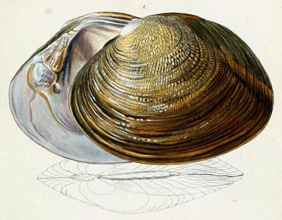 specimen image from publication