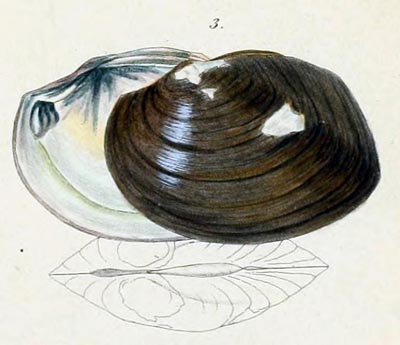 specimen image from publication