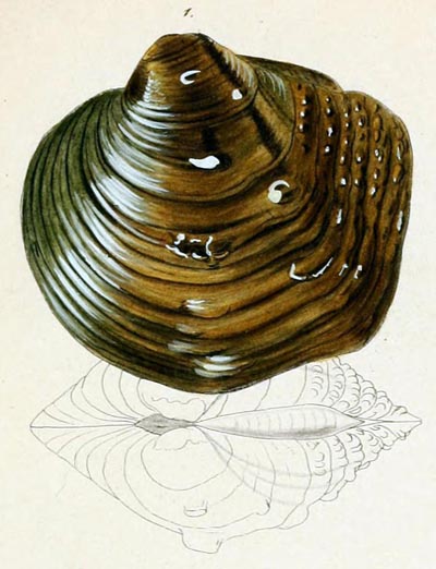 specimen image from publication