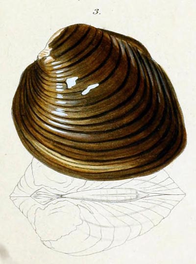 specimen image from publication