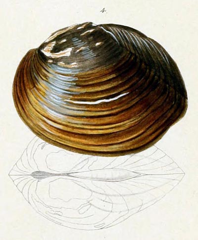 specimen image from publication