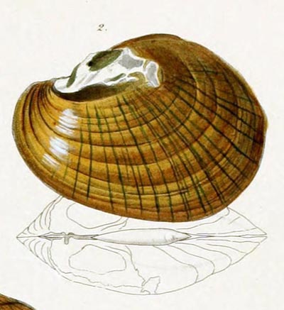 specimen image from publication
