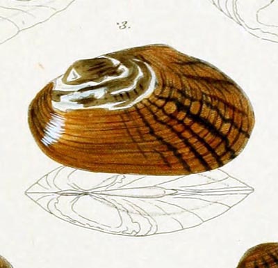 specimen image from publication