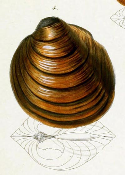 specimen image from publication